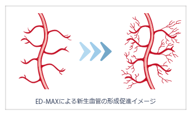 ED-MAXによる新生血管の形成促進イメージ
