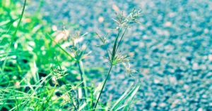 ハマスゲの写真　※コウブシ（香附子）はハマスゲの根茎