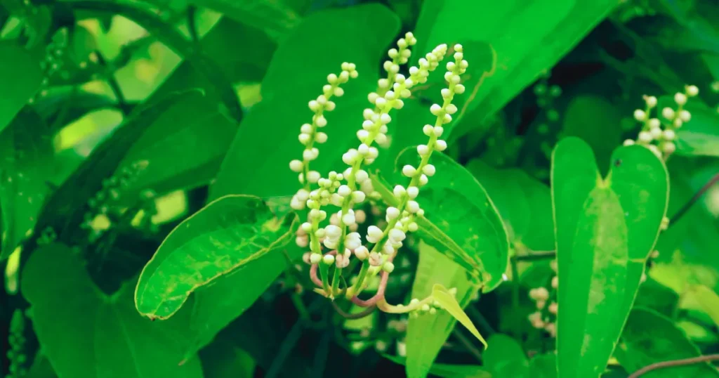ヤマイモが生えている写真　※サンヤク（山薬）はヤマイモの根を乾燥させた生薬