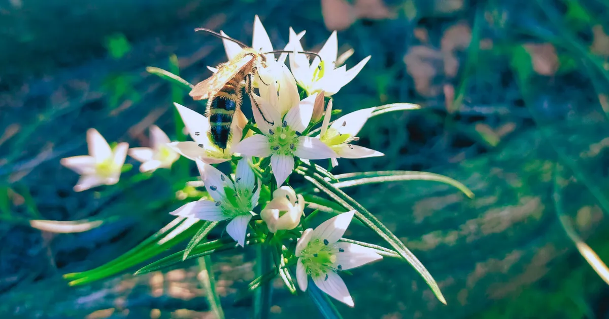 当薬（センブリ）が咲いている写真　※薬用にはセンブリの開花期の全草を用いる