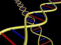 自分の薄毛がAGAかどうか知る方法　DNAイメージ画像