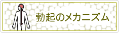 勃起のメカニズム